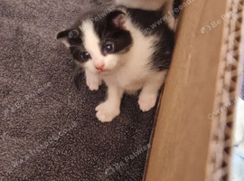 Kitten 1 male