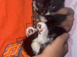 Kitten