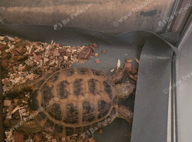 Tortoise for sale