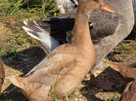 Crested Buff Orpington Duck