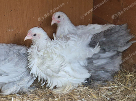 Pekin pullets