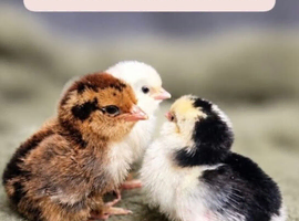 Beautiful polish and barbu d,uccle chicks available
