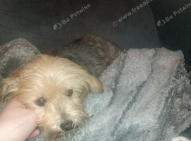 KC Miniature Yorkshire terrier
