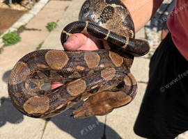 Two male boa constrictors