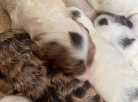 8 beautiful cockapoo babies