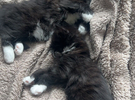 Kittens