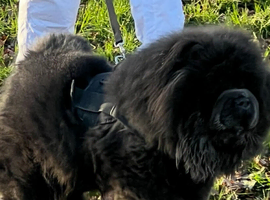 Chow chow