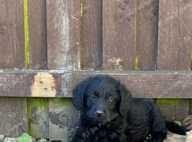 3 mini labradoodles left