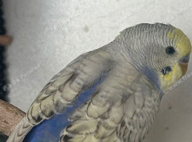 Cobalt blue clearing male