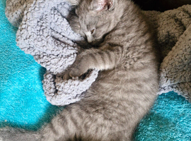 British short haired male kitten for sale