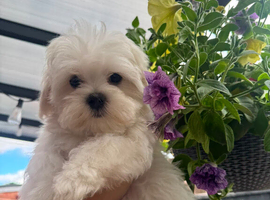 Maltese
