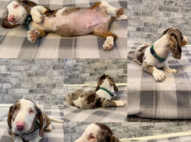 Miniature Dachshund boy