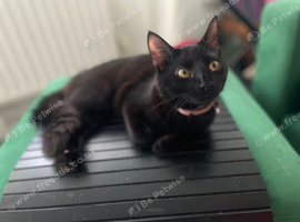 8month kitten