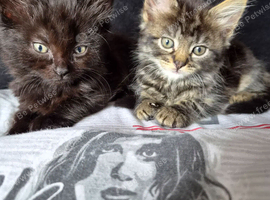 Brother and sister available