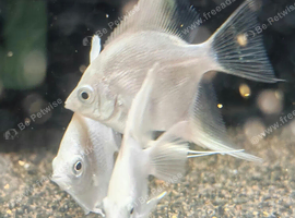 Platinum and Black Lace Angelfish &pound;10 each