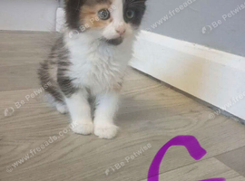 4 kittens ready now