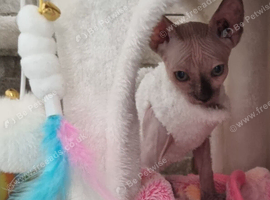 Female Sphynx