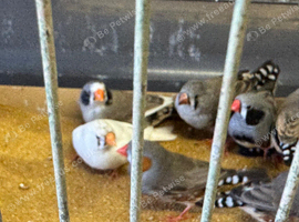 Zebra Finch