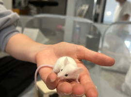 3 male fancy mice