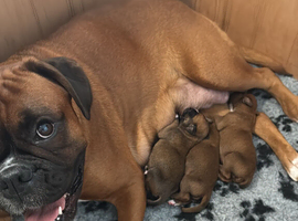 Champion breed boxer puppies