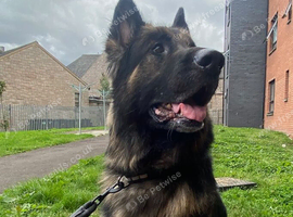 6 year old male German shepherd