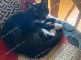 5 month old male kitten