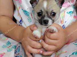 Chihuahua girl