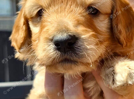 Cockapoo f1b puppys