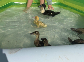 Indian runner ducks