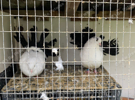 Fantail pigeons for sale or swap