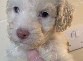 Beautiful Cockapoo Puppies Looking For Loving Forever Homes