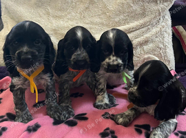 Stunning show type cocker spaniel puppies