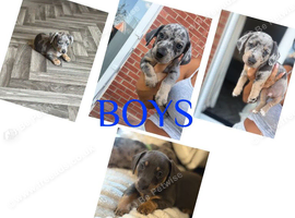 Ready for forever homes