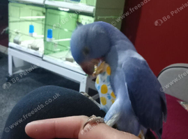 5 months old Indian ring neck blue