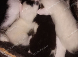 Three kittens