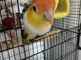 Lovely white belly caique