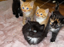 5 beautiful kittens for sale