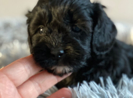 Shihpoo, DNA health tested parent