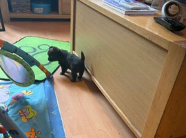 Chihuahua Puppy &ndash; Boy, 7 Weeks Old.