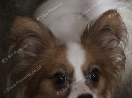 Red sable and white male papillon