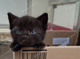 Kittens Ready for their forever homes