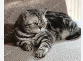 Bella British shorthaired