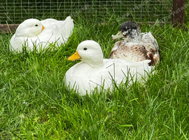 Call ducks