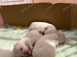 Korean Maltese puppies for sale