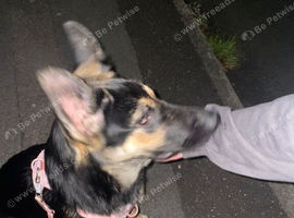 Female German shepherd