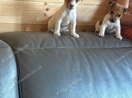 Jack Russell puppies