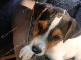 Jack Russell dog pup