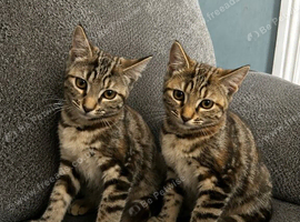 3 bengal kittens