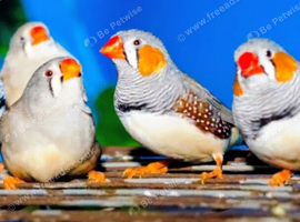 Finch wanted for aviary