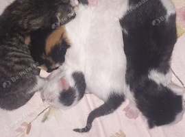 New born kittens